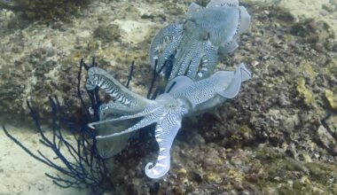 Two cuttlefish.