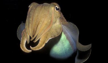Cephalopods Passed a Cognitive Test Designed For Human Children : ScienceAlert