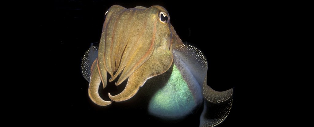 Cephalopods Passed a Cognitive Test Designed For Human Children : ScienceAlert