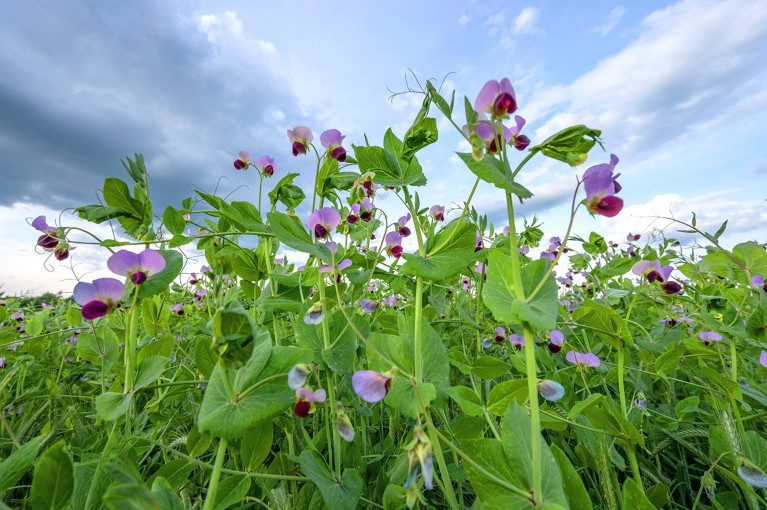 A flowering pea field (Pisum sativum) iwith purple blossoms jn Germany.