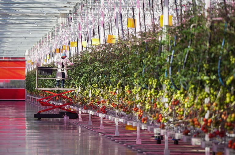 A worker harvests tomatoes in a greenhouse in Canada, which uses renewable hydroelectric power and energy-efficient technology.