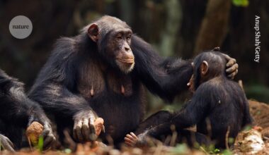Mother–infant bonds in wild chimpanzees resemble those of humans