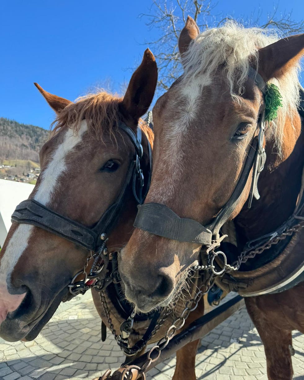 a couple of horses stand near each other