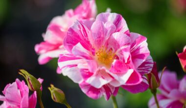 David Austin Roses Honours King Charles With New Launch
