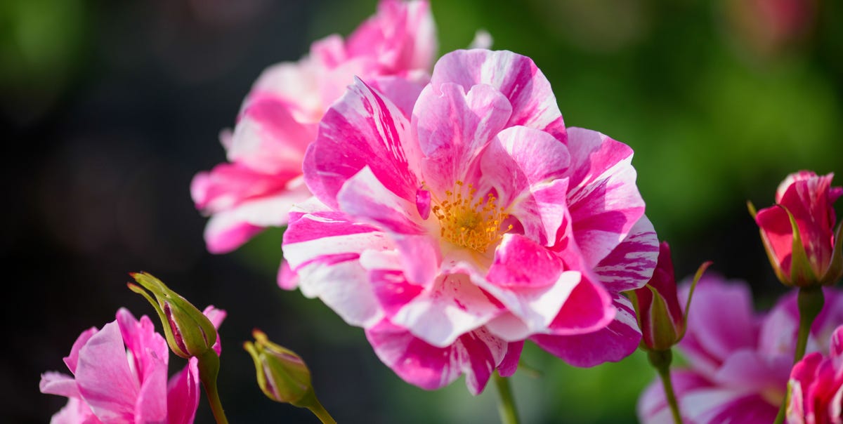 David Austin Roses Honours King Charles With New Launch
