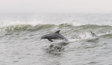 Dolphins in wave