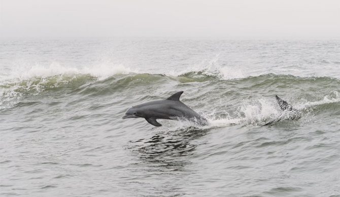 Dolphins in wave