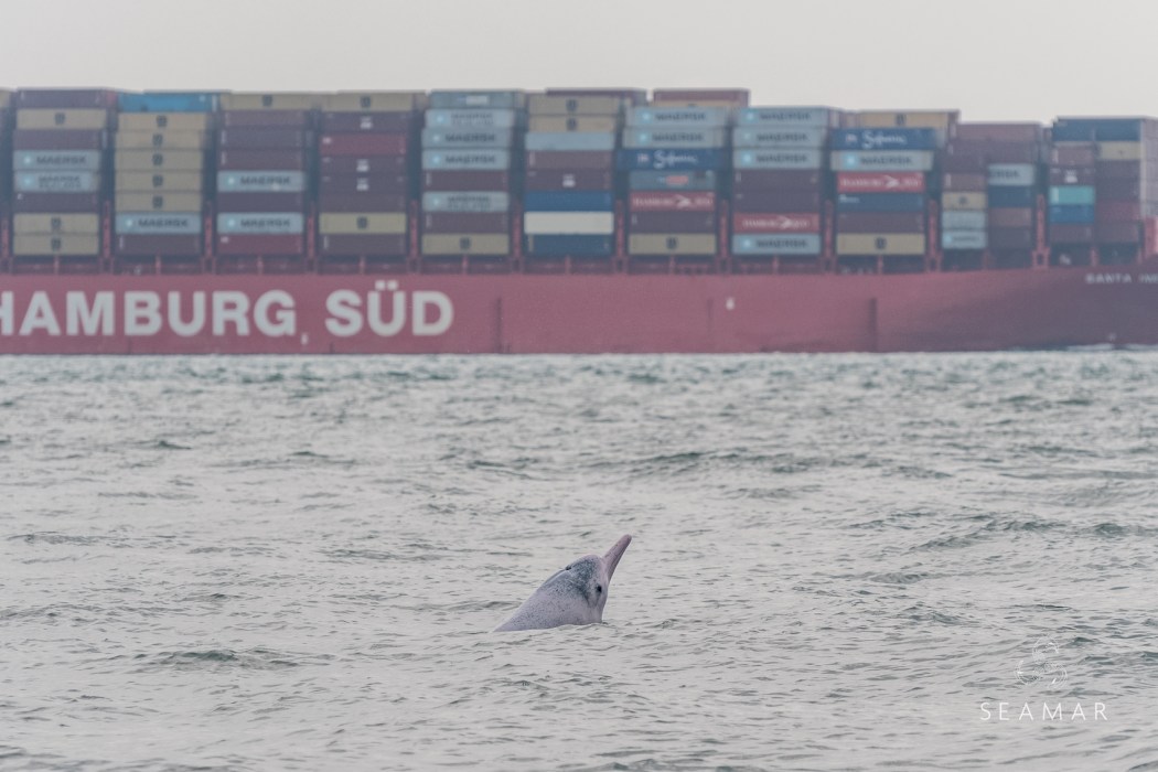 Pink dolphin Hong Kong Chinese white dolphin Indo-Pacific humpback dolphin cargo ship