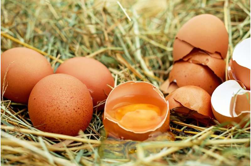 drop egg