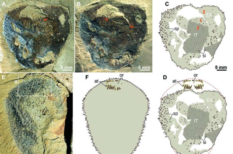 Durham University scientists solve 500-million-year fossil mystery