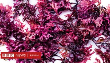 Sea moss benefits: Na miracle cure or just anoda wellness trend?