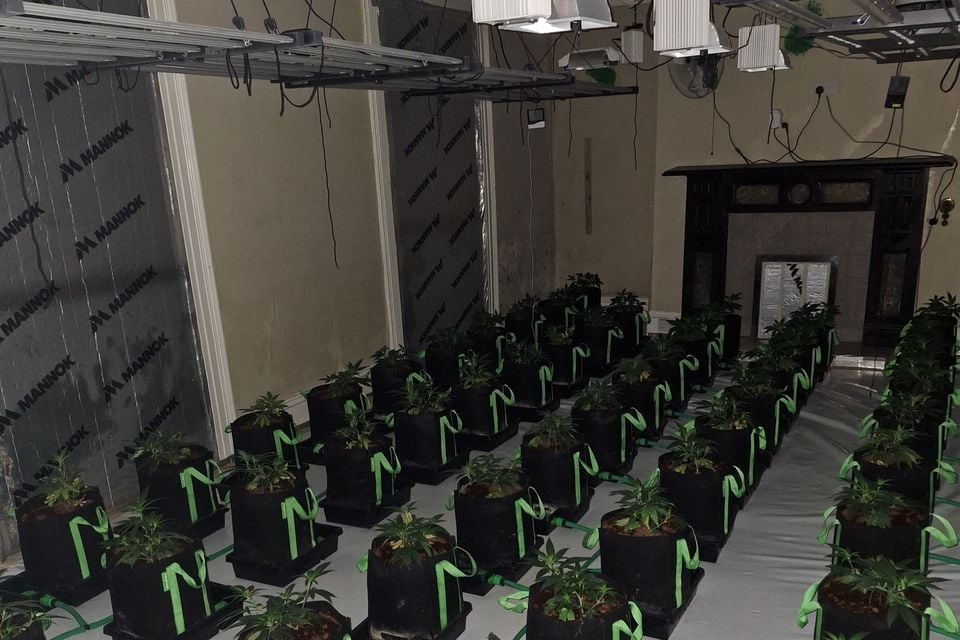 Cannabis factory found in Blackwatertown. Credit: PSNI