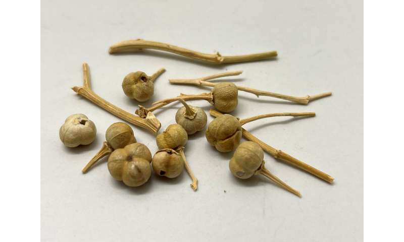 Earliest use of psychoactive and medicinal plant 'harmal' identified in Iron Age Arabia