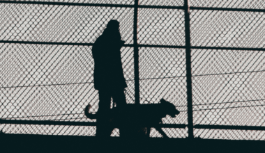 East London council introduces new rules for dog owners following spate of attacks