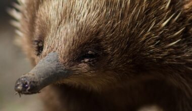 Scientists Peered Inside The Echidna's Mysterious 'Pseudo-Pouch' : ScienceAlert