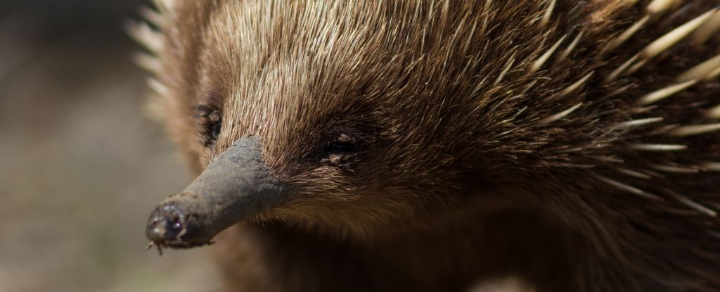 Scientists Peered Inside The Echidna's Mysterious 'Pseudo-Pouch' : ScienceAlert