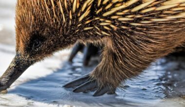 Scientists Reveal a Surprising New Theory on Where Echidnas Came From : ScienceAlert