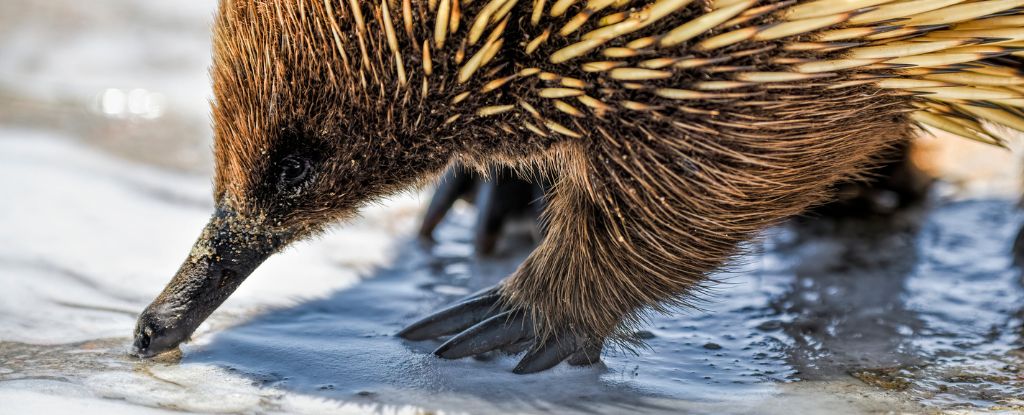 Scientists Reveal a Surprising New Theory on Where Echidnas Came From : ScienceAlert