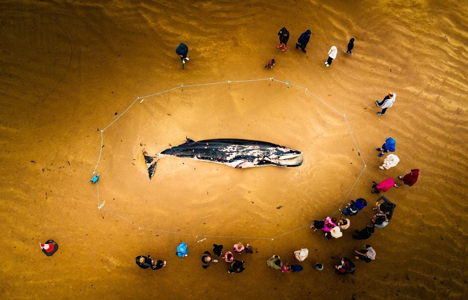 A minke whale has beached and died at Portstewart Strand - Photo by Jonathan Porter/Press Eye