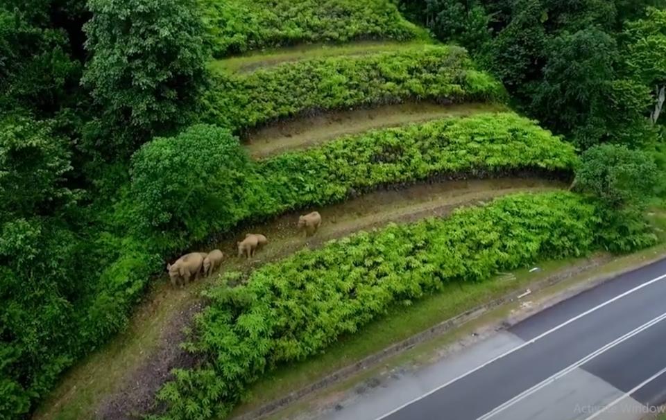 Elephants using the Sungai Yu Eco-Viaduct along the Central Spine Road (CSR), a key structure designed to reconnect fragmented forests and minimise the environmental impact on wildlife, especially those crossing the Sungai Yu river. — Screengrab from YouTube/JKR Malaysia