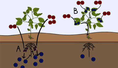 How plant genetics could dramatically lower the environmental impact of fertilizer use in farming