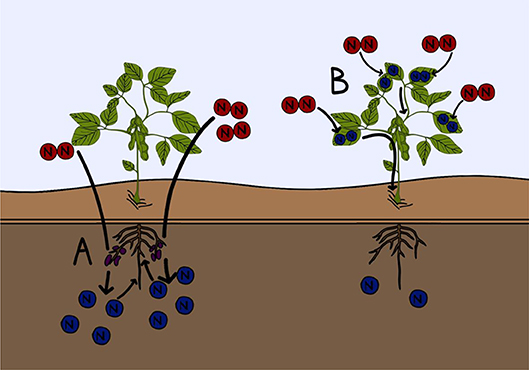 How plant genetics could dramatically lower the environmental impact of fertilizer use in farming