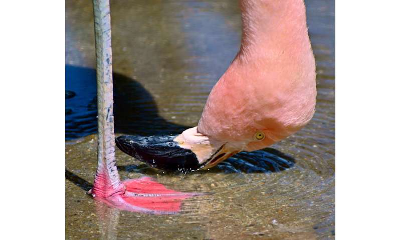 Flamingos create water tornados to trap their prey