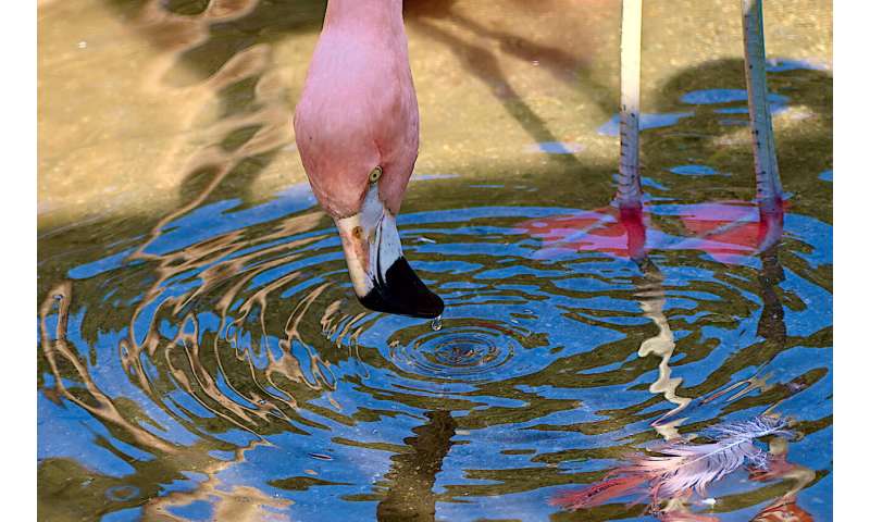 Flamingos create water tornados to trap their prey