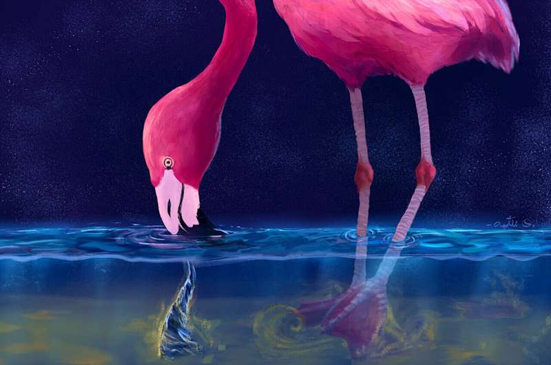 Flamingos create water tornados to trap their prey