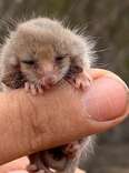 Researcher Finds ‘Sleepy Mouse’ — Then Realizes It's Someone Extraordinary