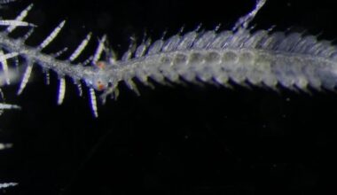 Genetic Secrets of Branching Marine Worm Revealed