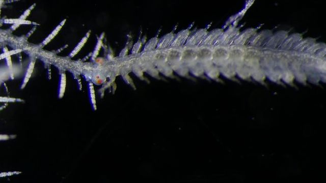Genetic Secrets of Branching Marine Worm Revealed
