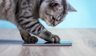 A cat paws a phone on a wooden floor.