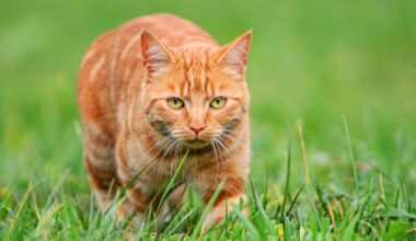 What’s so special about orange cats? Turns out they’re freaks of nature