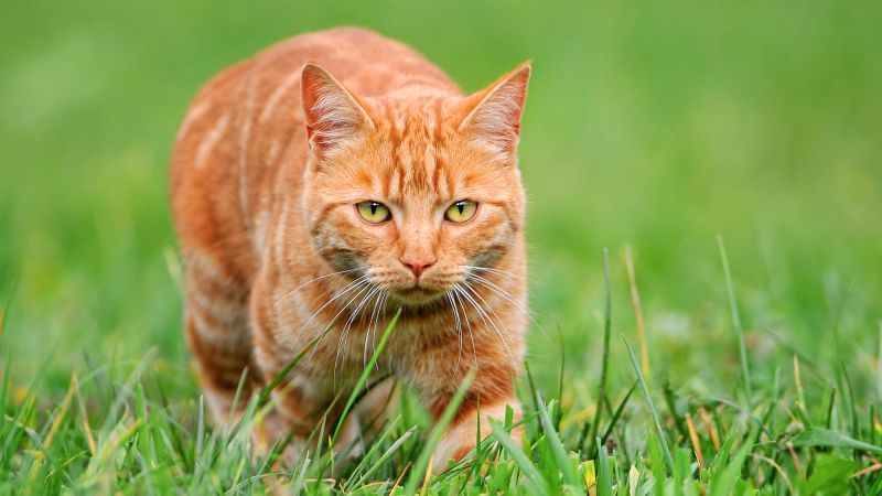 What’s so special about orange cats? Turns out they’re freaks of nature