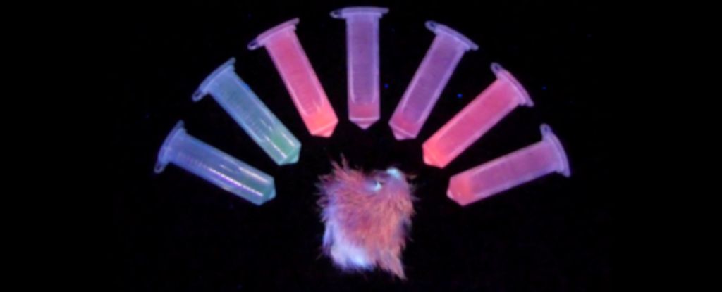 Scientists Shaved Roadkill to Find Out How Mammals Glow in The Dark : ScienceAlert