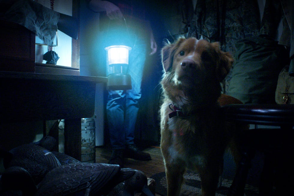todd finds indy staring at a seemingly empty corner in a still from movie good boy