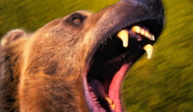 What It Is Like to Survive a Grizzly Bear Attack