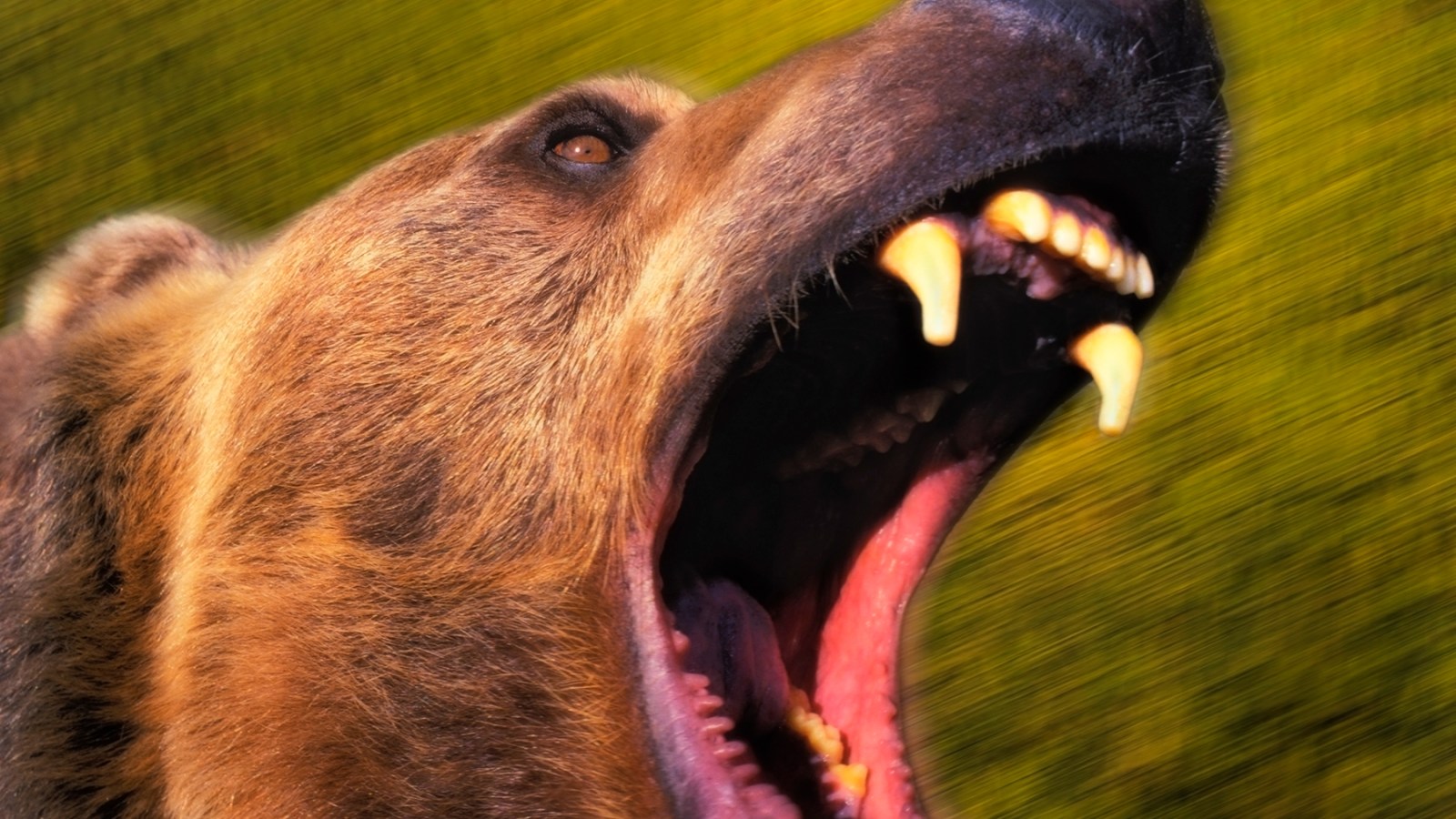 What It Is Like to Survive a Grizzly Bear Attack