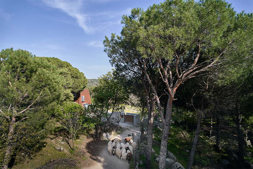 corten steel angular cabin emerges amongst pergamon forests in turkey