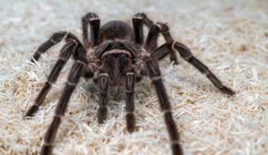Galway researchers have discovered why some spiders are more venomous than others