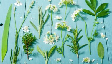 This Everyday Herb Has Major Anti-Inflammatory Benefits, Experts Say