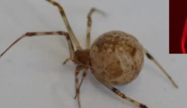 World's First CRISPR-Edited Spiders Shoot Fluoro Red Silk From Their Butt : ScienceAlert