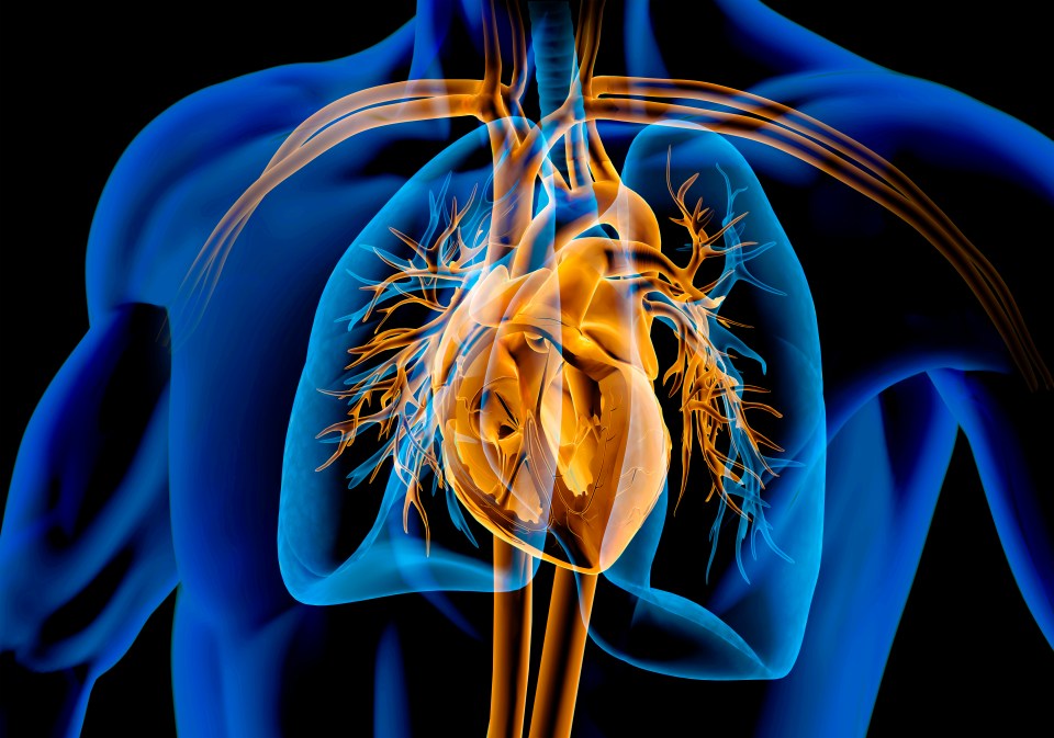 Illustration of a human heart, lungs, and blood vessels.