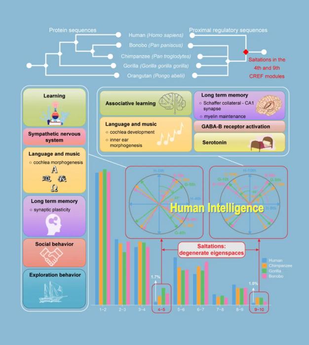 The cis-regulatory element frequency (CREF) matrix that represent the transcriptional regulation and the saltation from apes to human