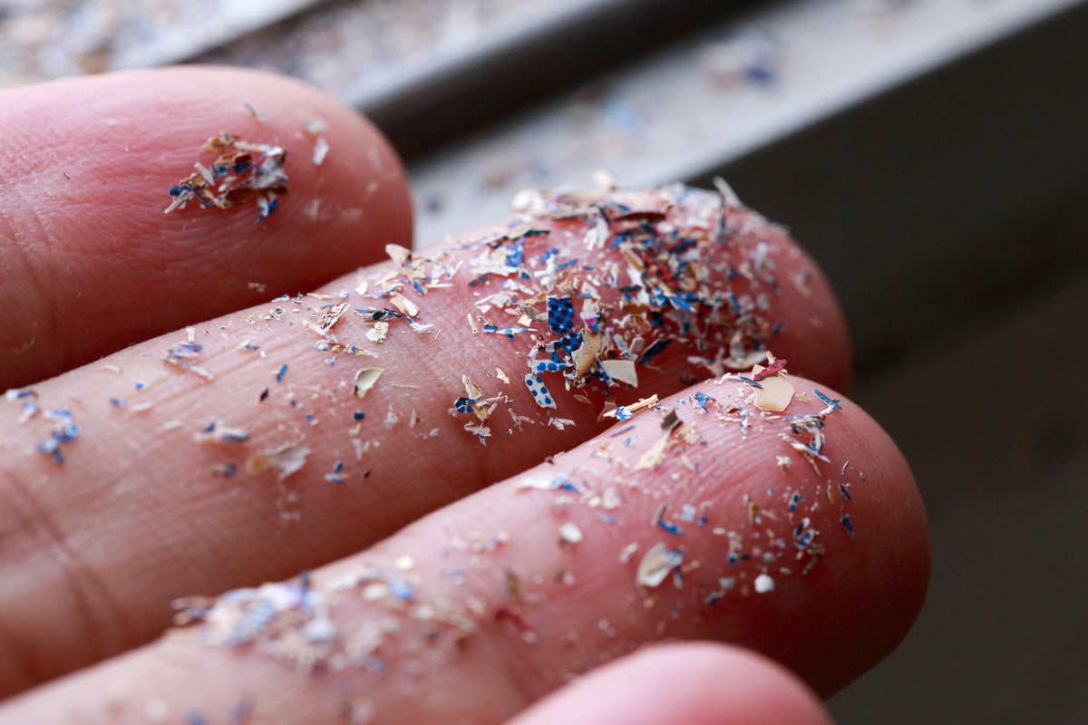 Scientists fear Britain’s entire food chain contaminated as study finds microplastics in bugs