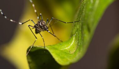 France grapples with surging tropical diseases amid spread of tiger mosquitoes – POLITICO