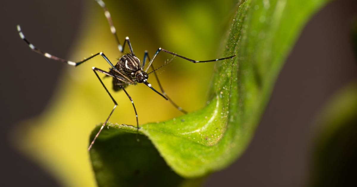 France grapples with surging tropical diseases amid spread of tiger mosquitoes – POLITICO