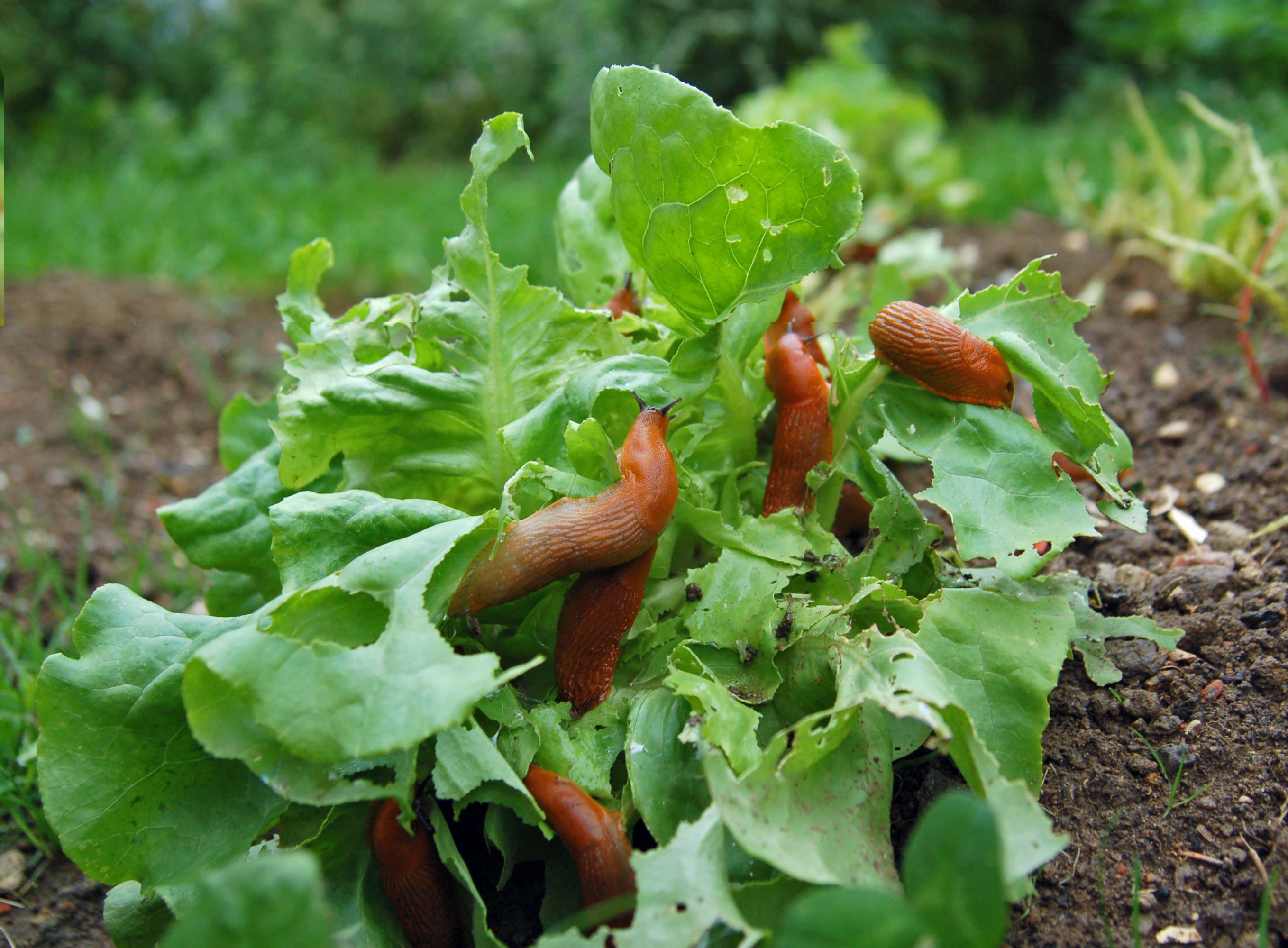 A quarter of snails and slugs ingested microplastics, researchers found