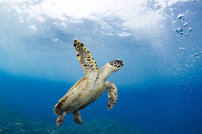 Hawksbill turtle in the ocean off the coast of Bali